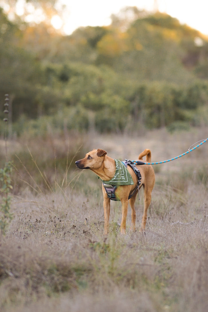 Tick Season is coming! - Outback Hound