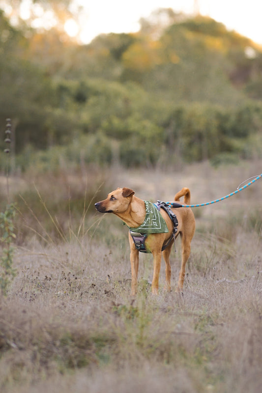 Tick Season is coming! - Outback Hound