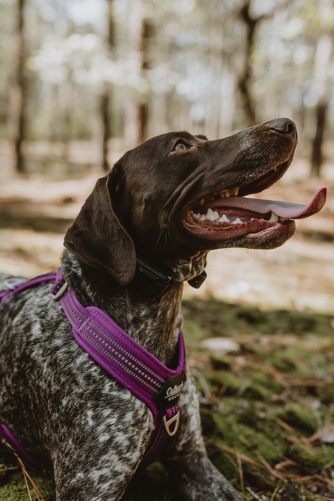 Proper dog outlet harness fit