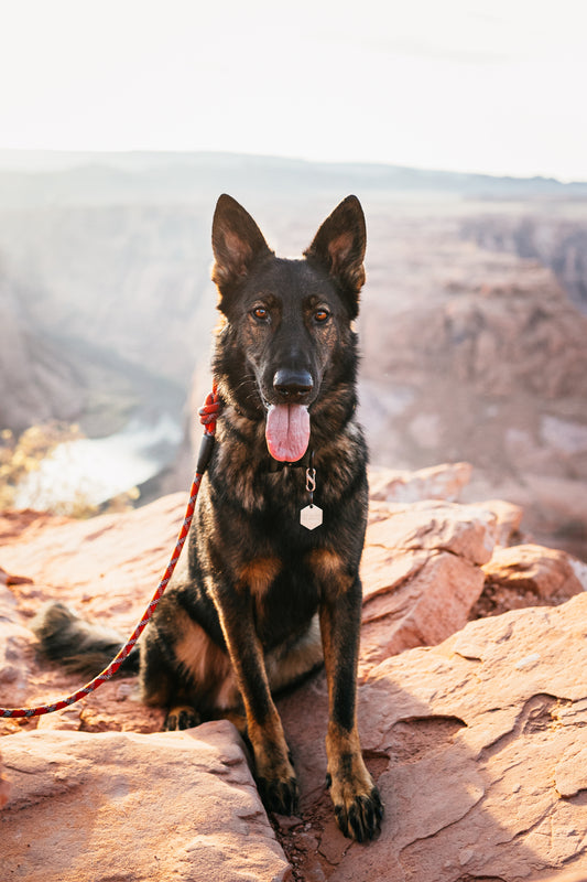 Hiking Hacks Volume 1: Trail Etiquette - Outback Hound