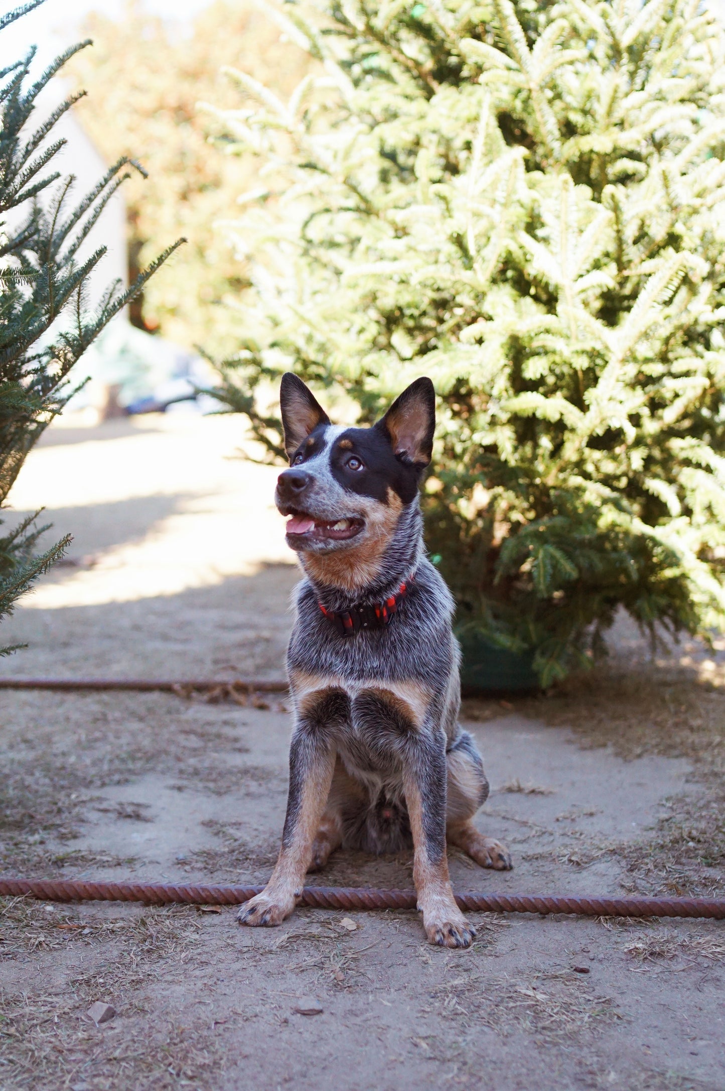 Classic Plaid Dog Collar - Outback Hound