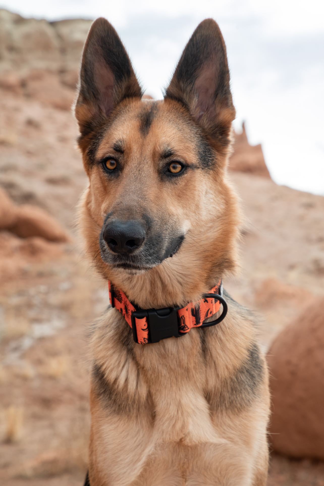 Orange Agave Collar - Outback Hound