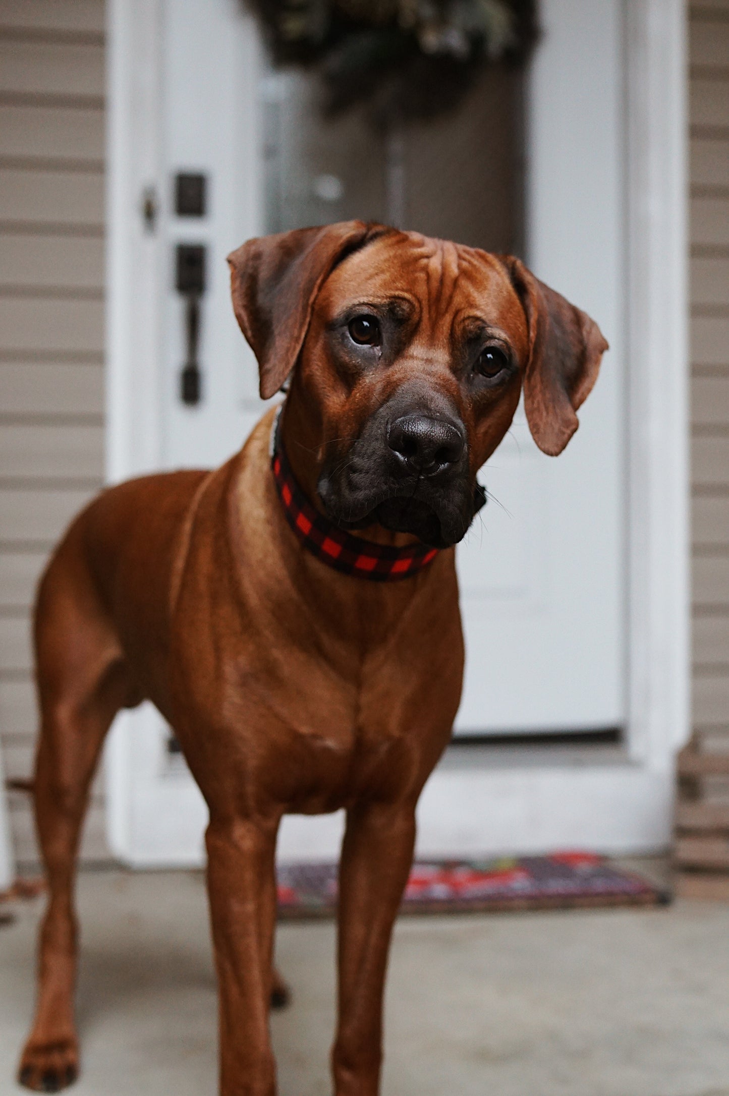 Classic Plaid Dog Collar - Outback Hound
