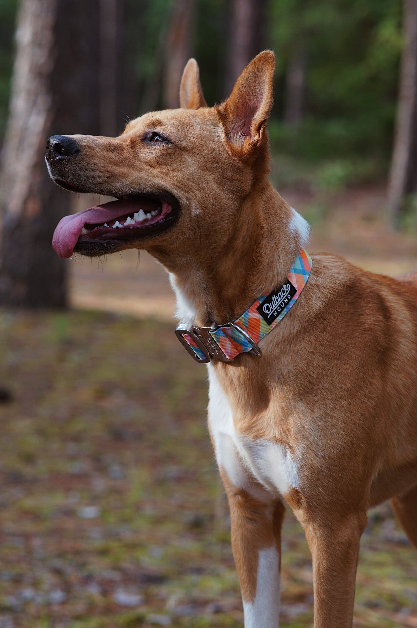 Summer Plaid Collar