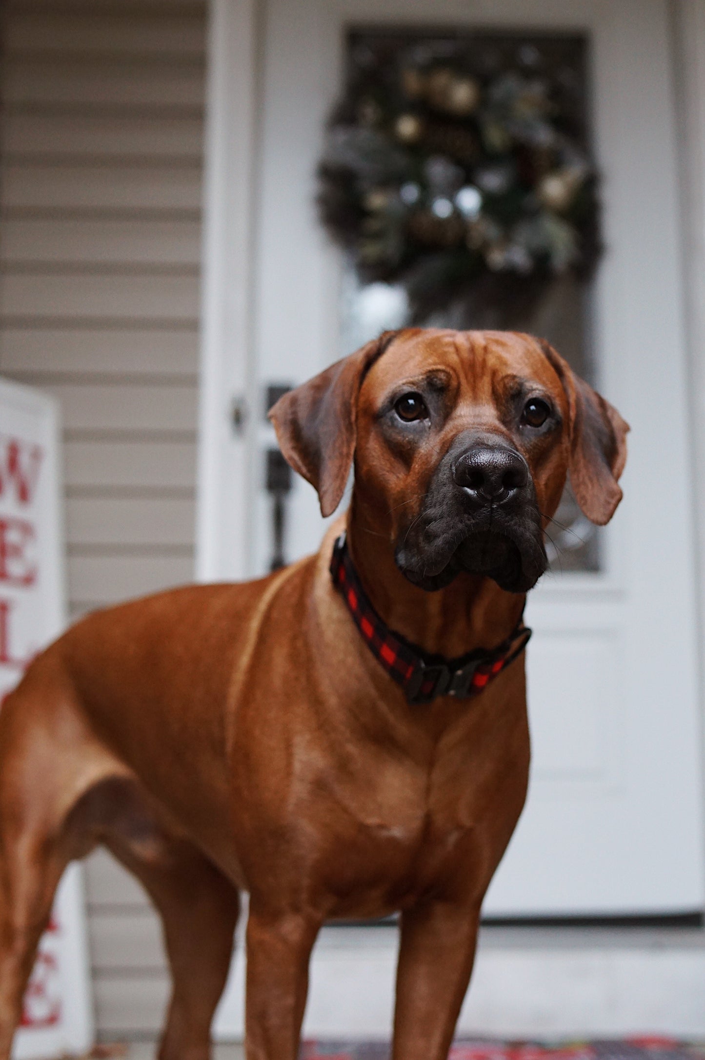 Classic Plaid Dog Collar - Outback Hound