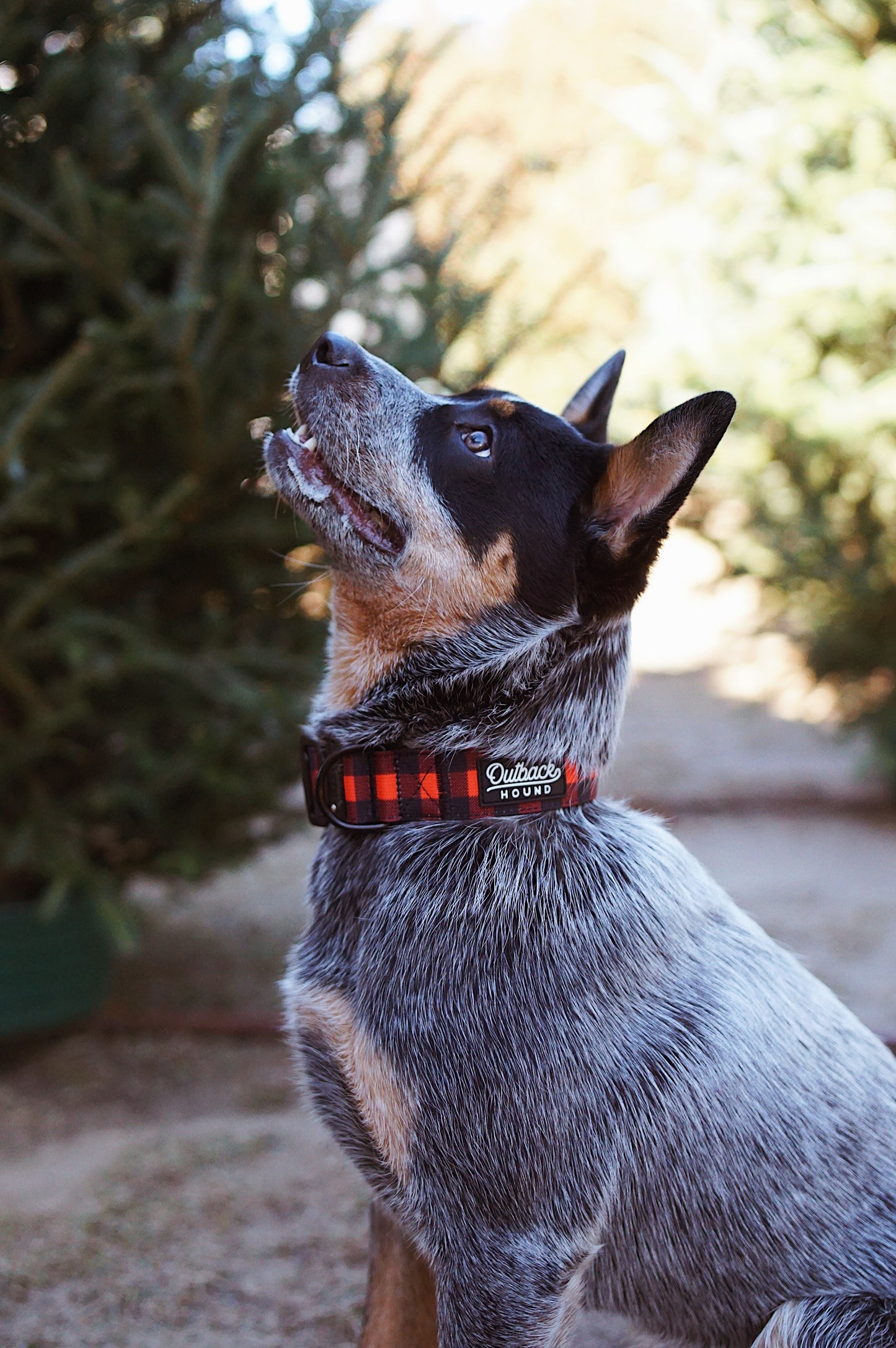 Classic Plaid Dog Collar - Outback Hound