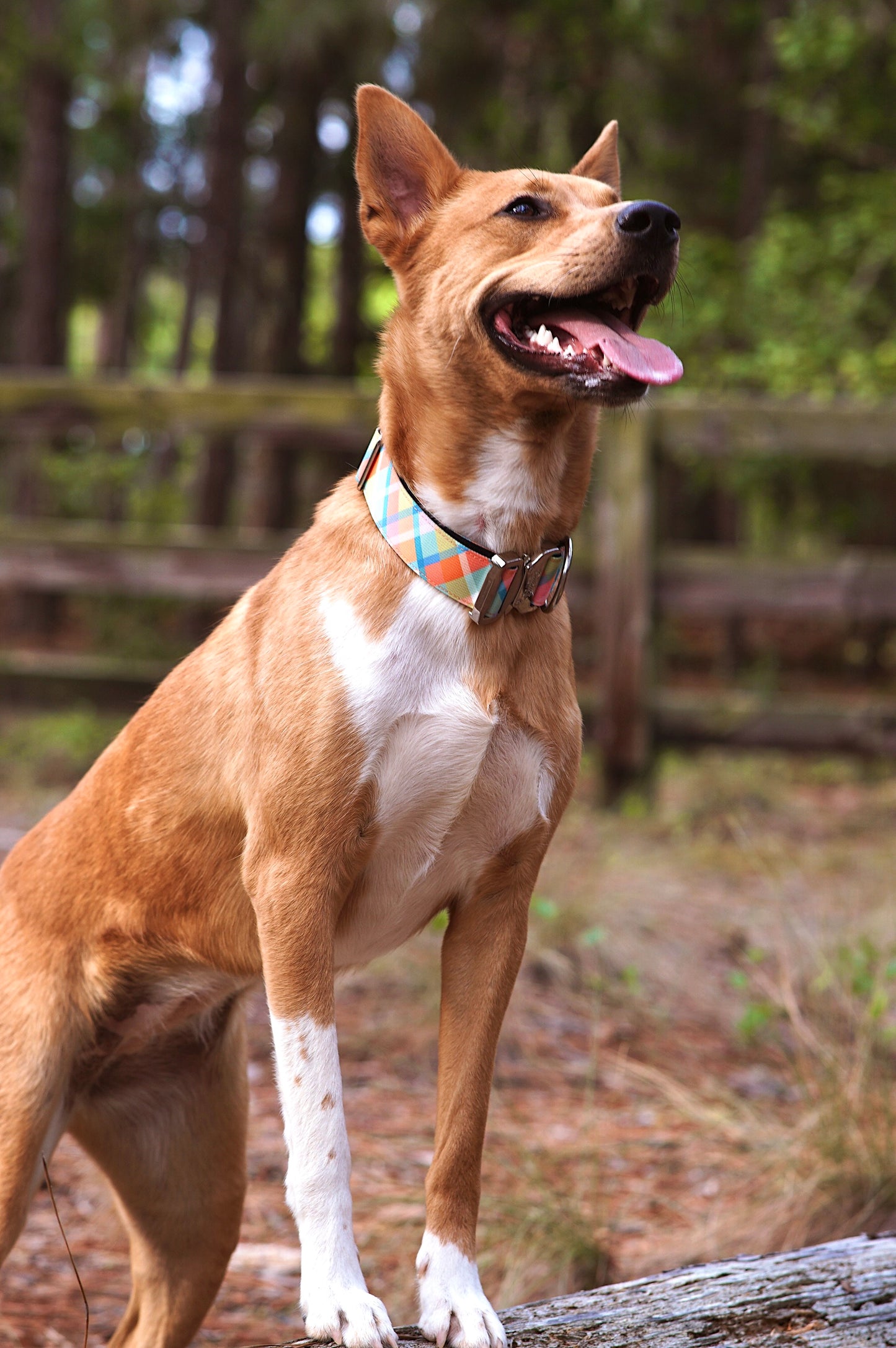 Summer Plaid Collar