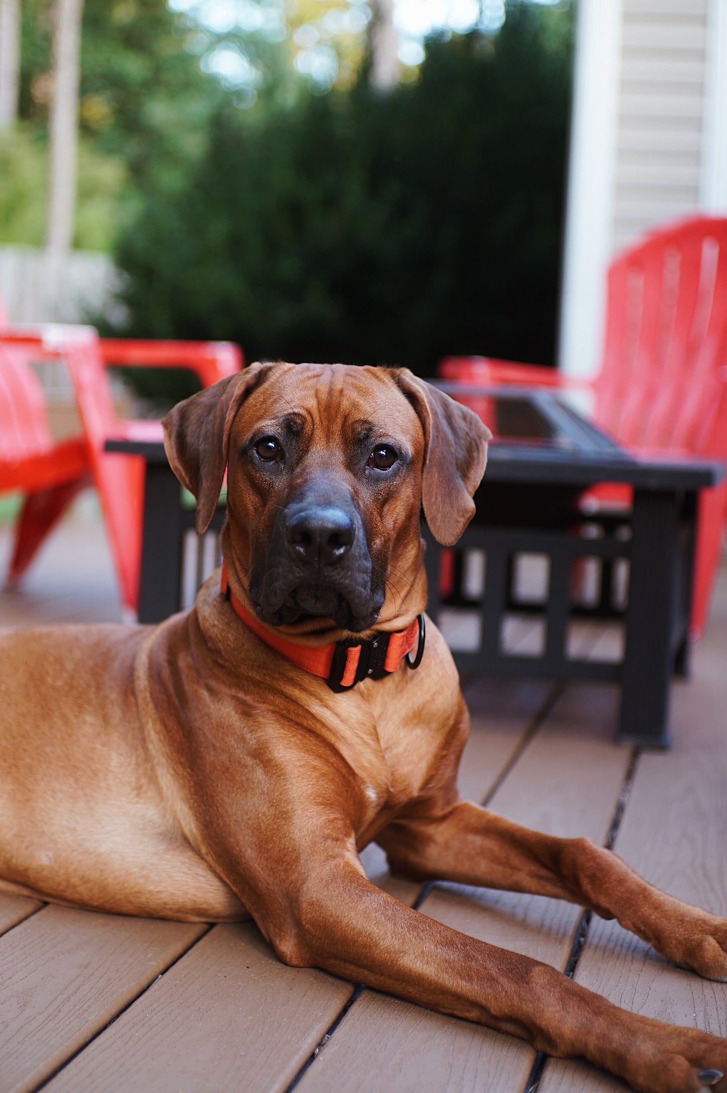 Burnt Orange Premium Collar - Outback Hound