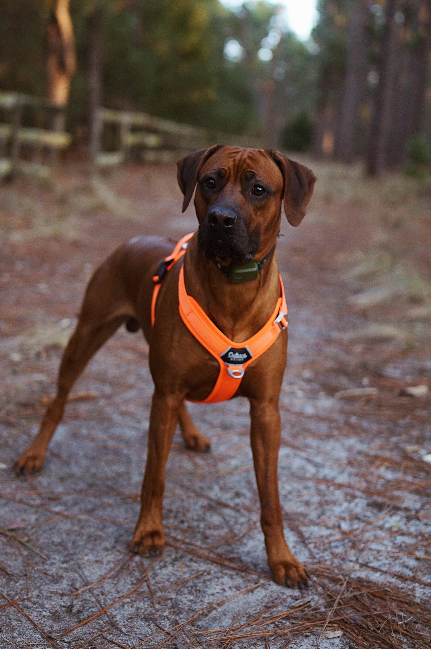 Hunter Orange - Ultra Lite Comfort Harness - Outback Hound