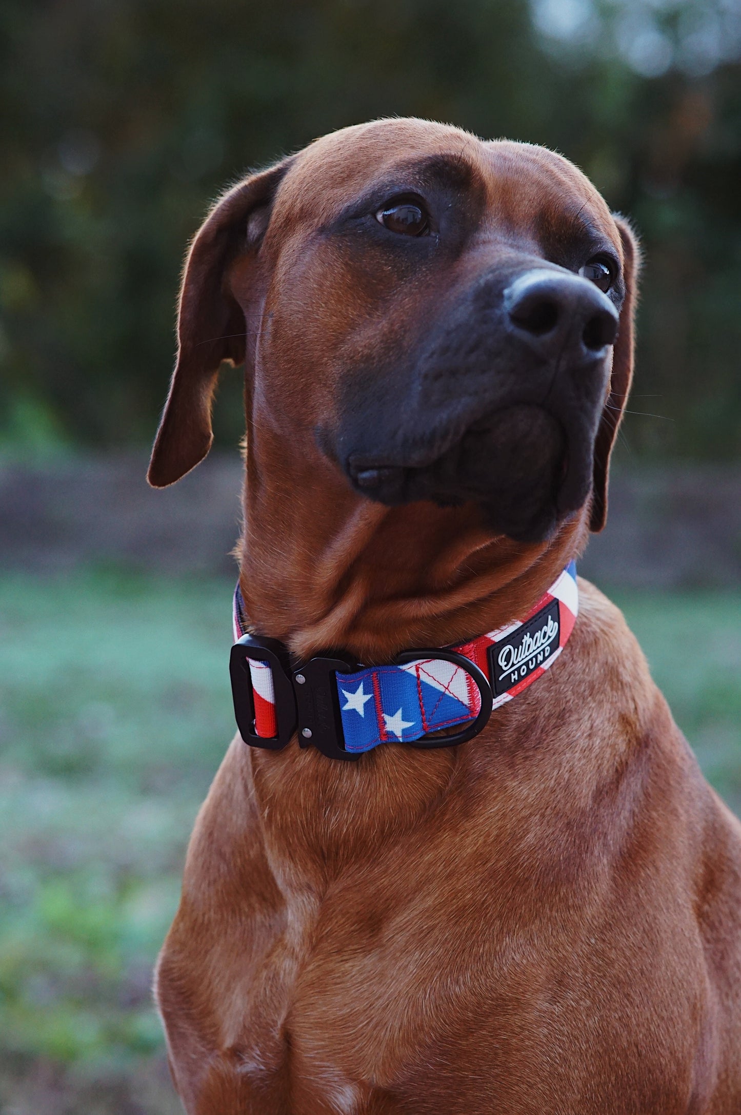 The Patriot Dog Collar