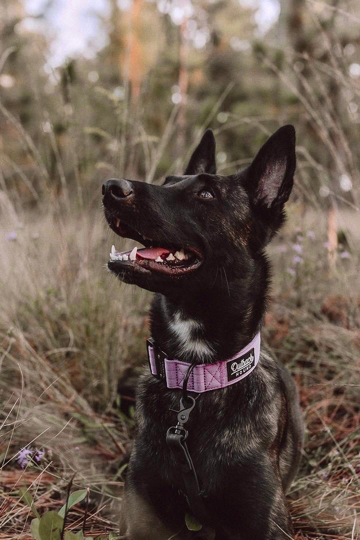Lilac Premium Collar - Outback Hound