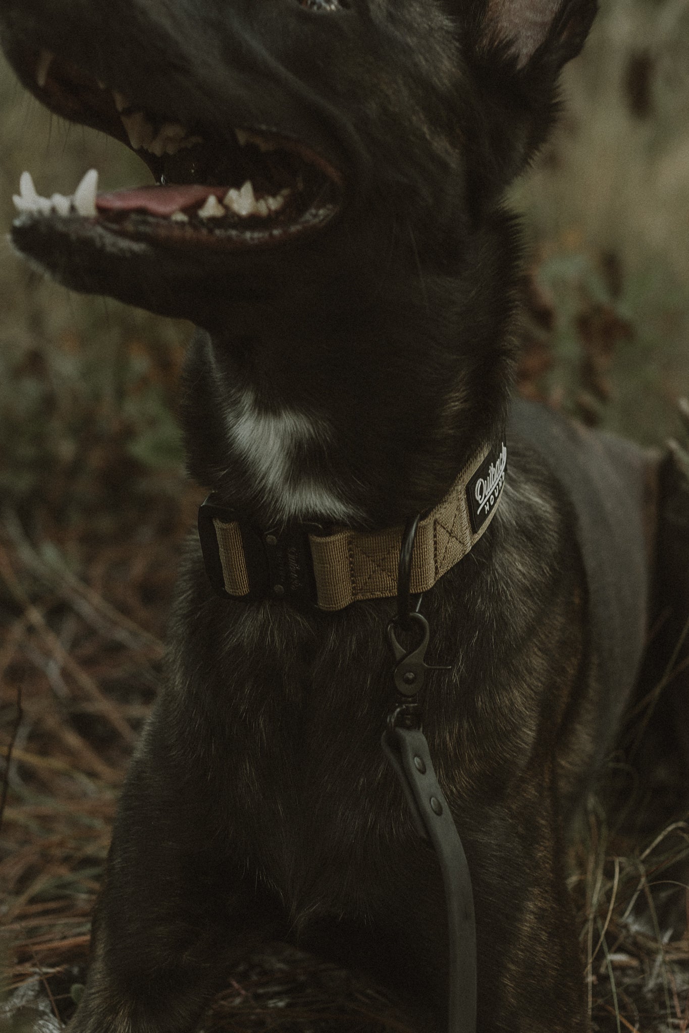 Tan Premium Collar