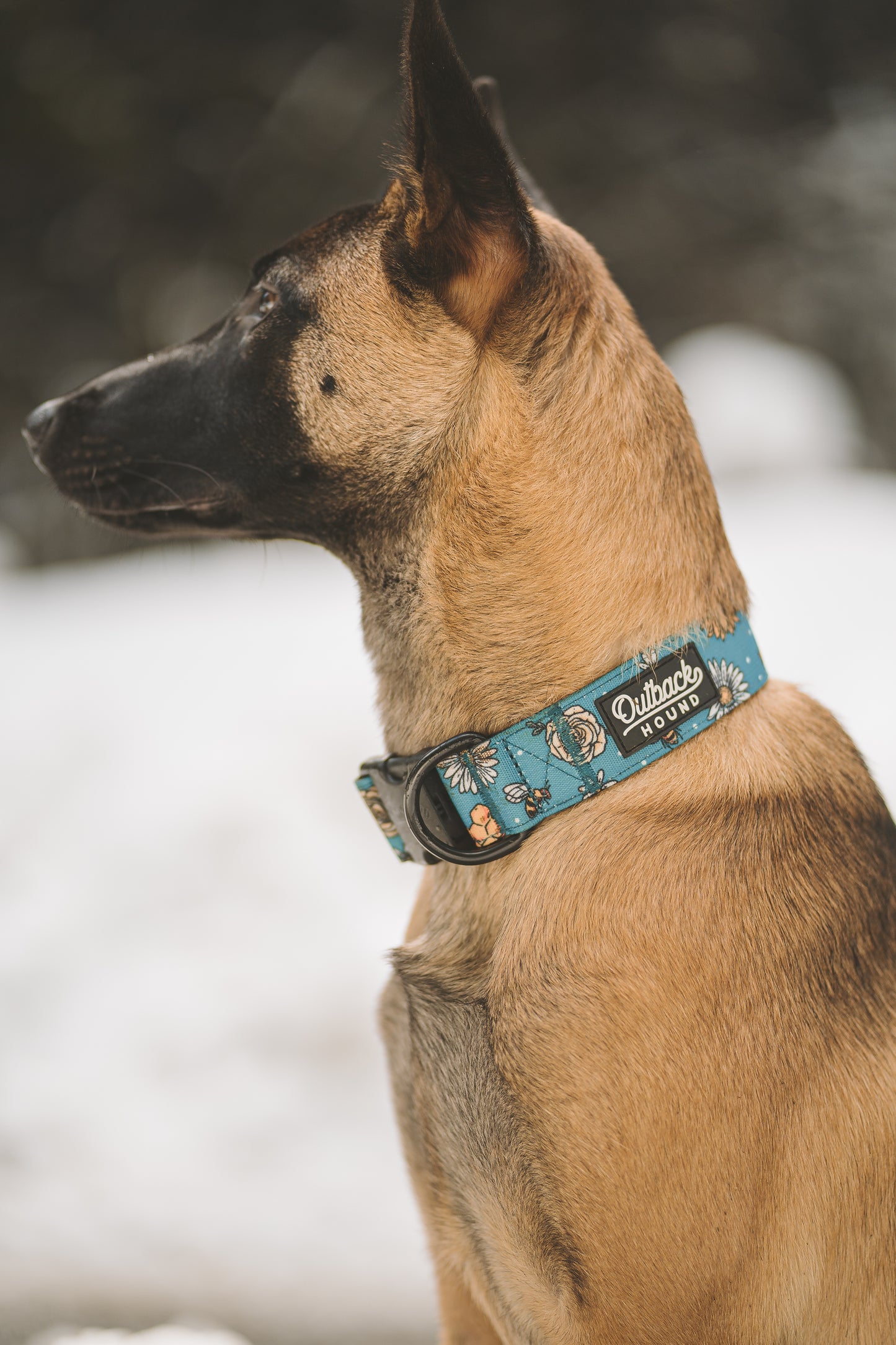 Bees Knees Teal Collar