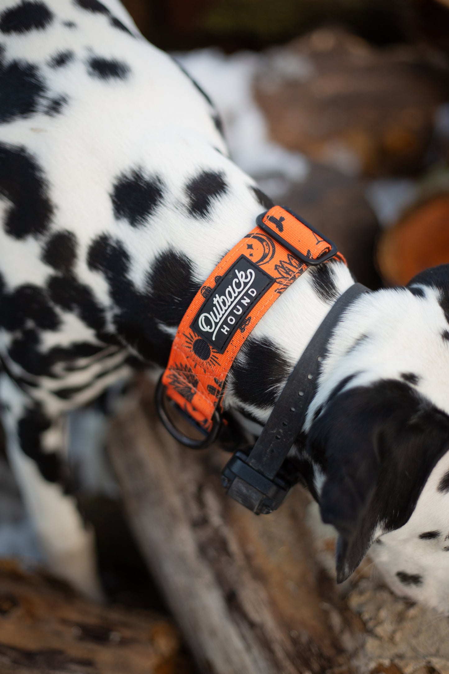 Orange Agave Collar - Outback Hound