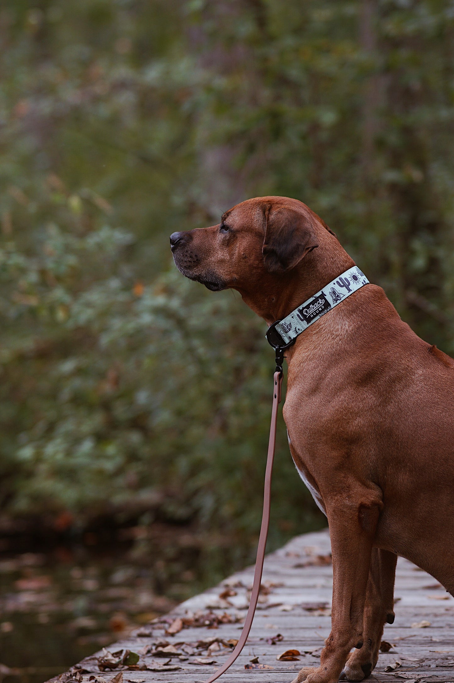 Agave Dog Collar - Outback Hound