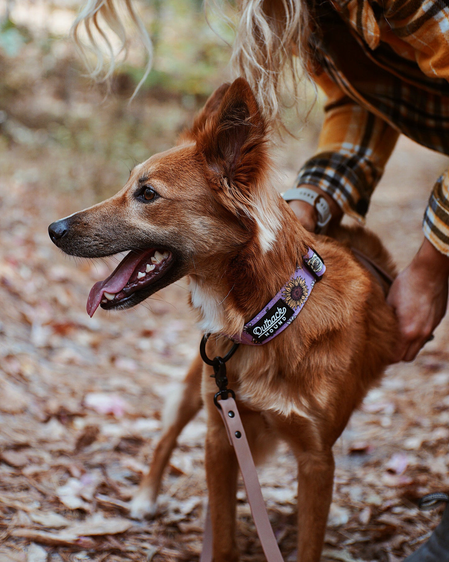 Bees Knees Purple Collar - Outback Hound