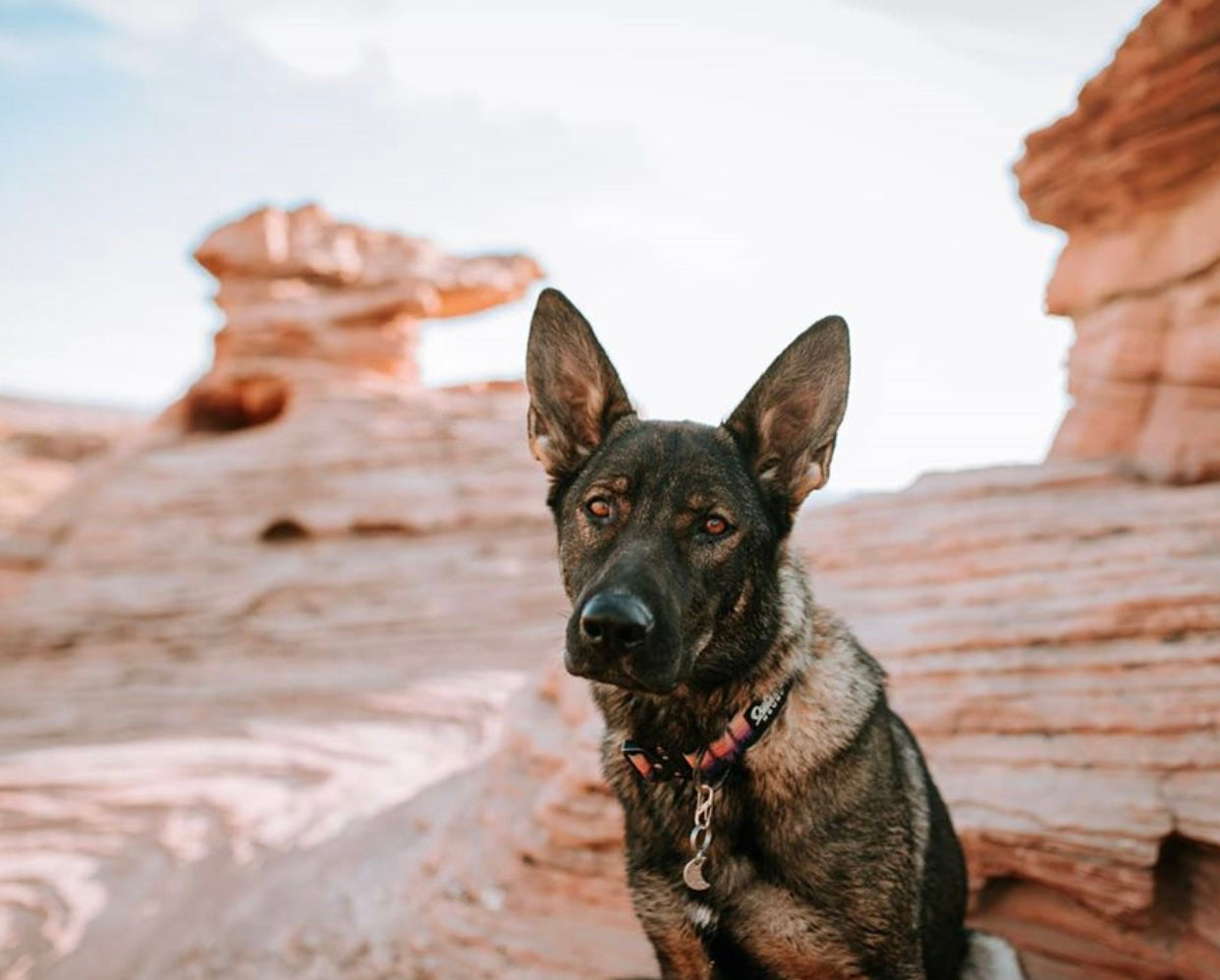 Mountain Sunrise Dog Collar - Outback Hound