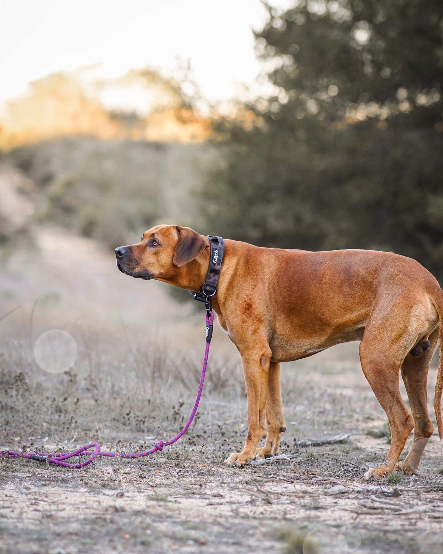Camo Dog Collar - Outback Hound