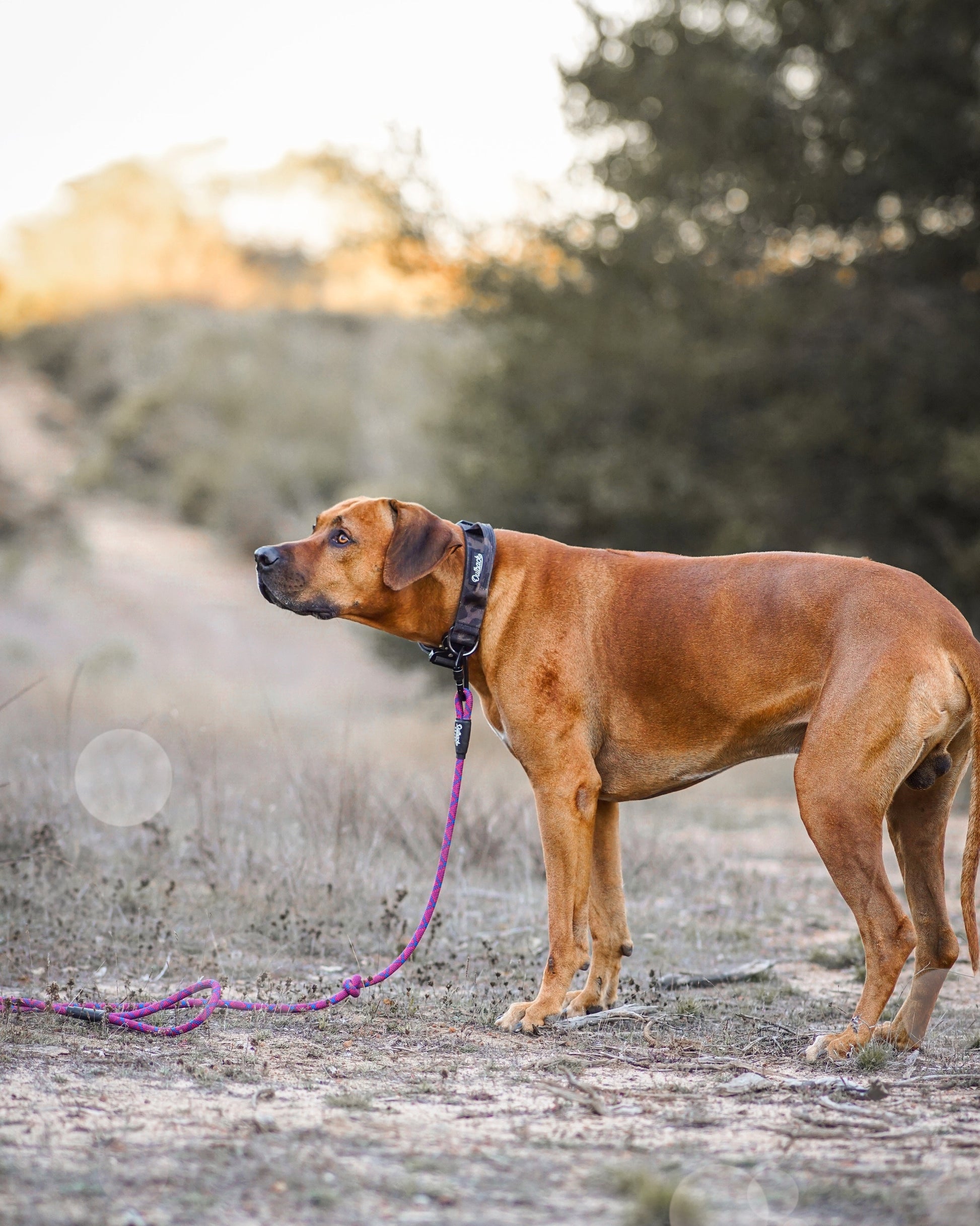 Camo Dog Collar - Outback Hound