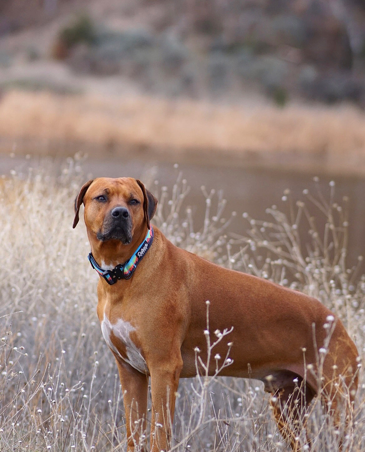 Mountain Sunset Collar