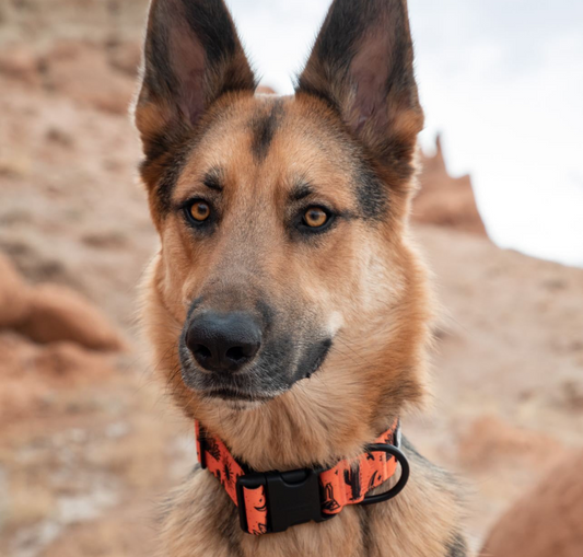 Which Dog Collar Is Right for Your Pup? A Guide for New and Experienced Dog Owners