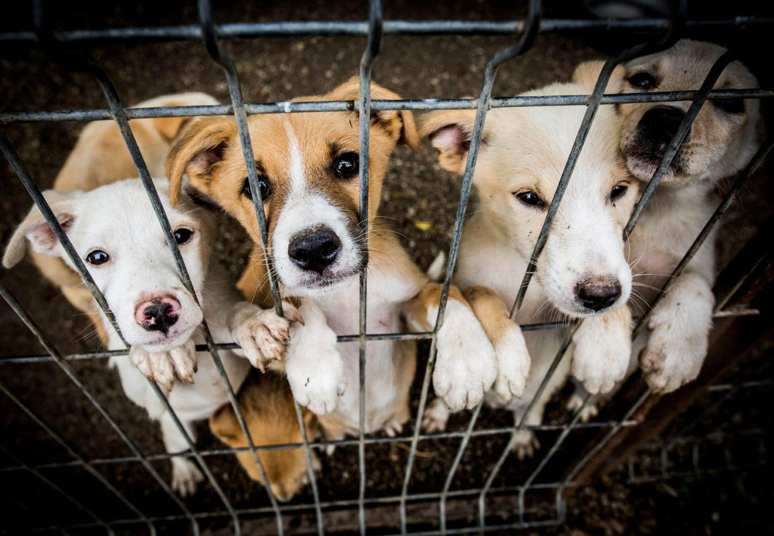 Animal Shelters are Looking for People to Foster Pets Amid Coronavirus Fear