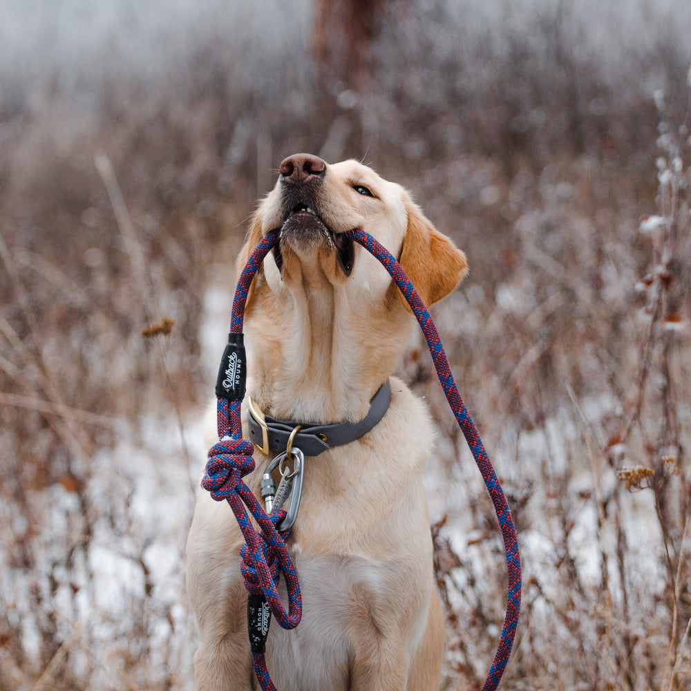 Outdoor Gear For Dogs – Outback Hound
