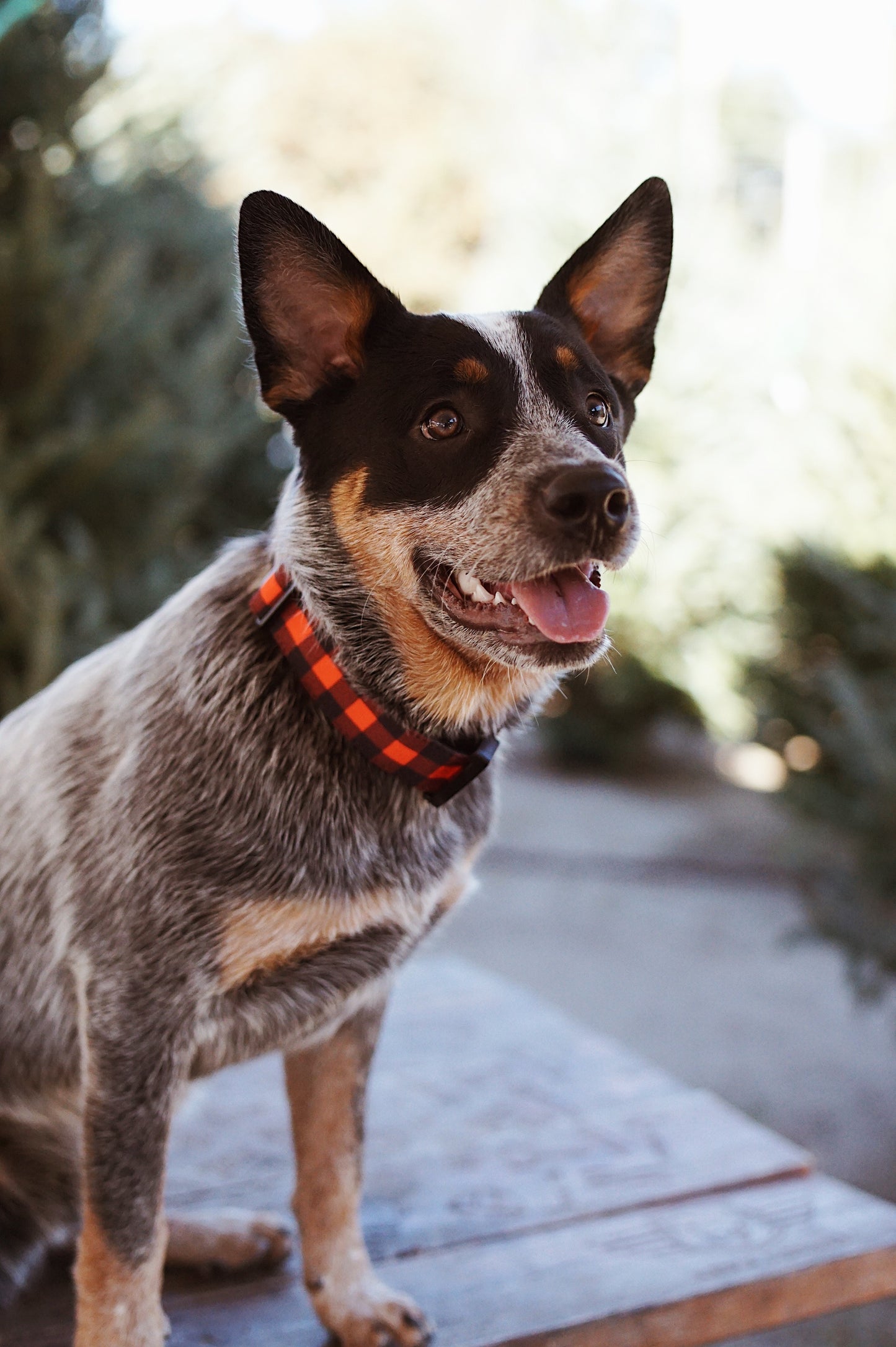 Classic Plaid Collar