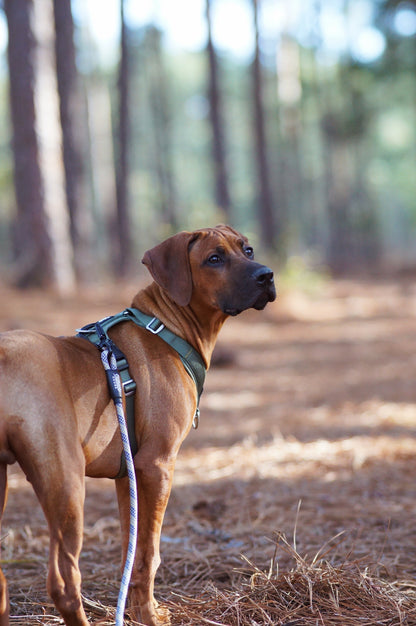 Swivel All-Terrain Dog Leash - Silver - Outback Hound
