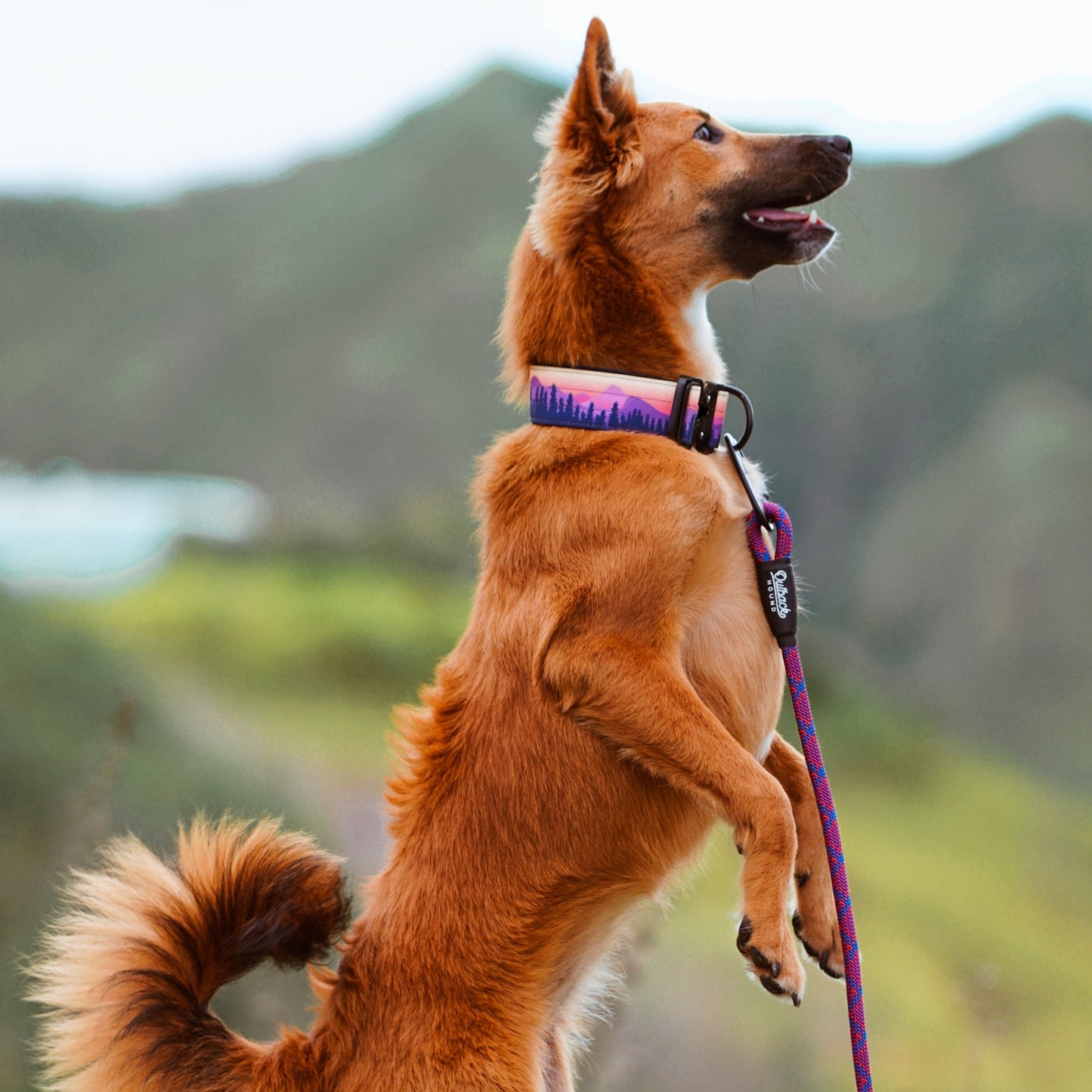 Mountain Sunrise Dog Collar