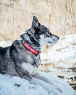 Adventure On Dog Collar