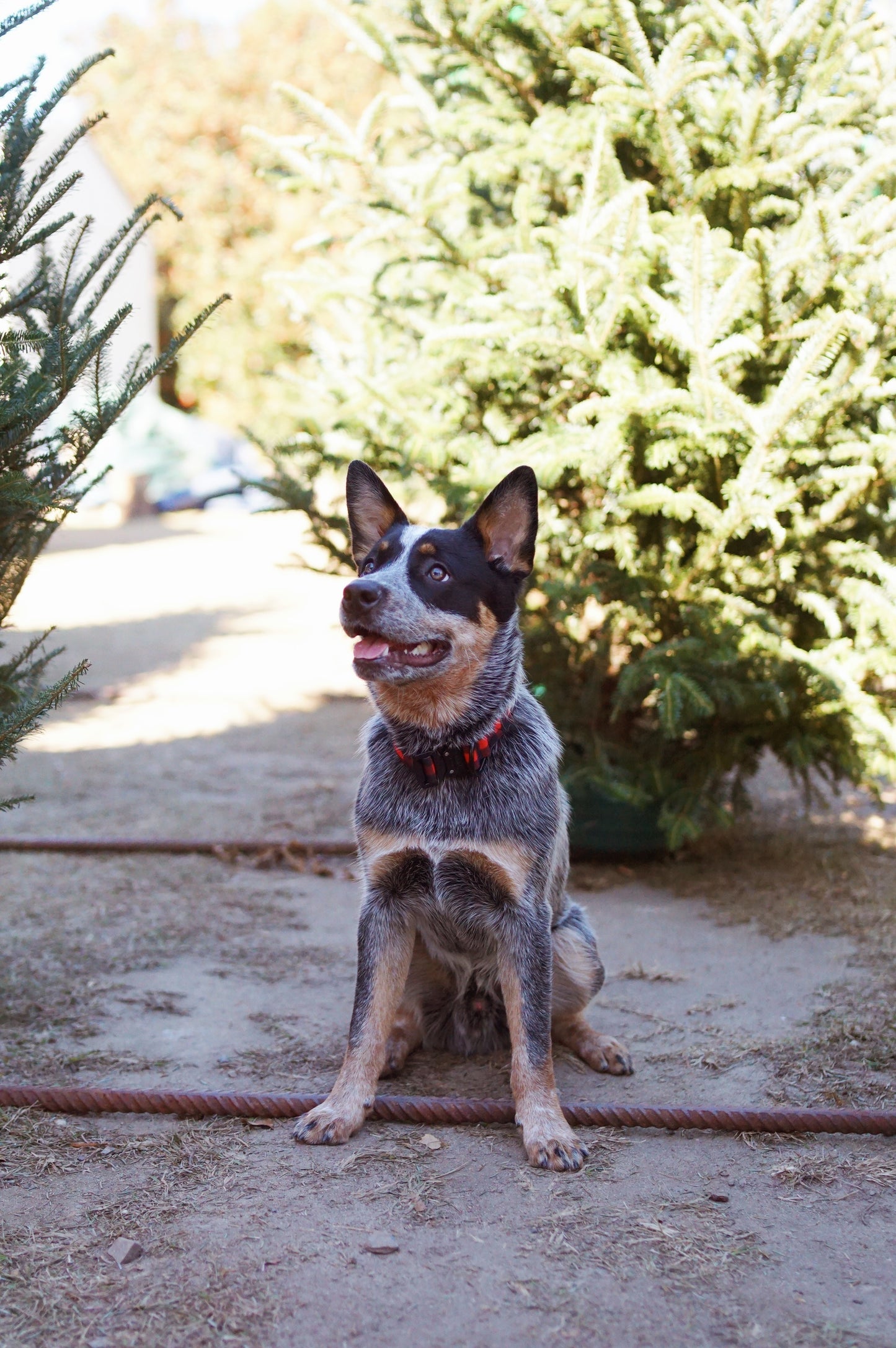 Classic Plaid Collar