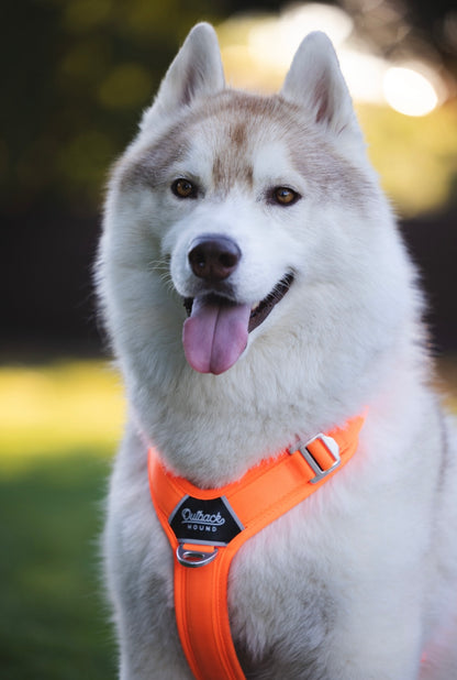 Hunter Orange - Ultra Lite Comfort Harness