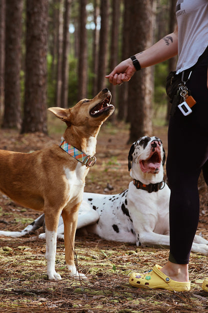 Summer Plaid Dog Collar - Outback Hound