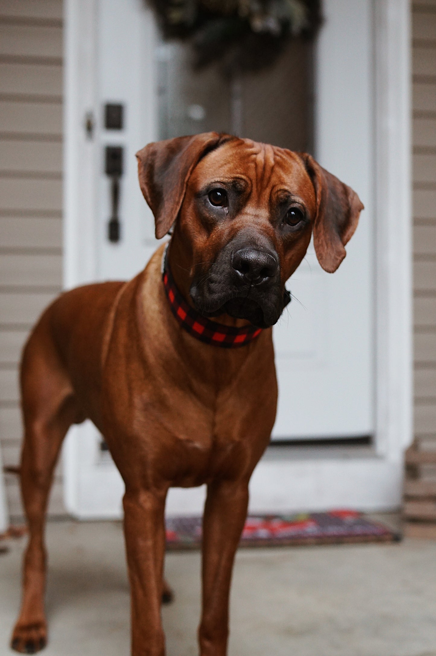 Classic Plaid Collar