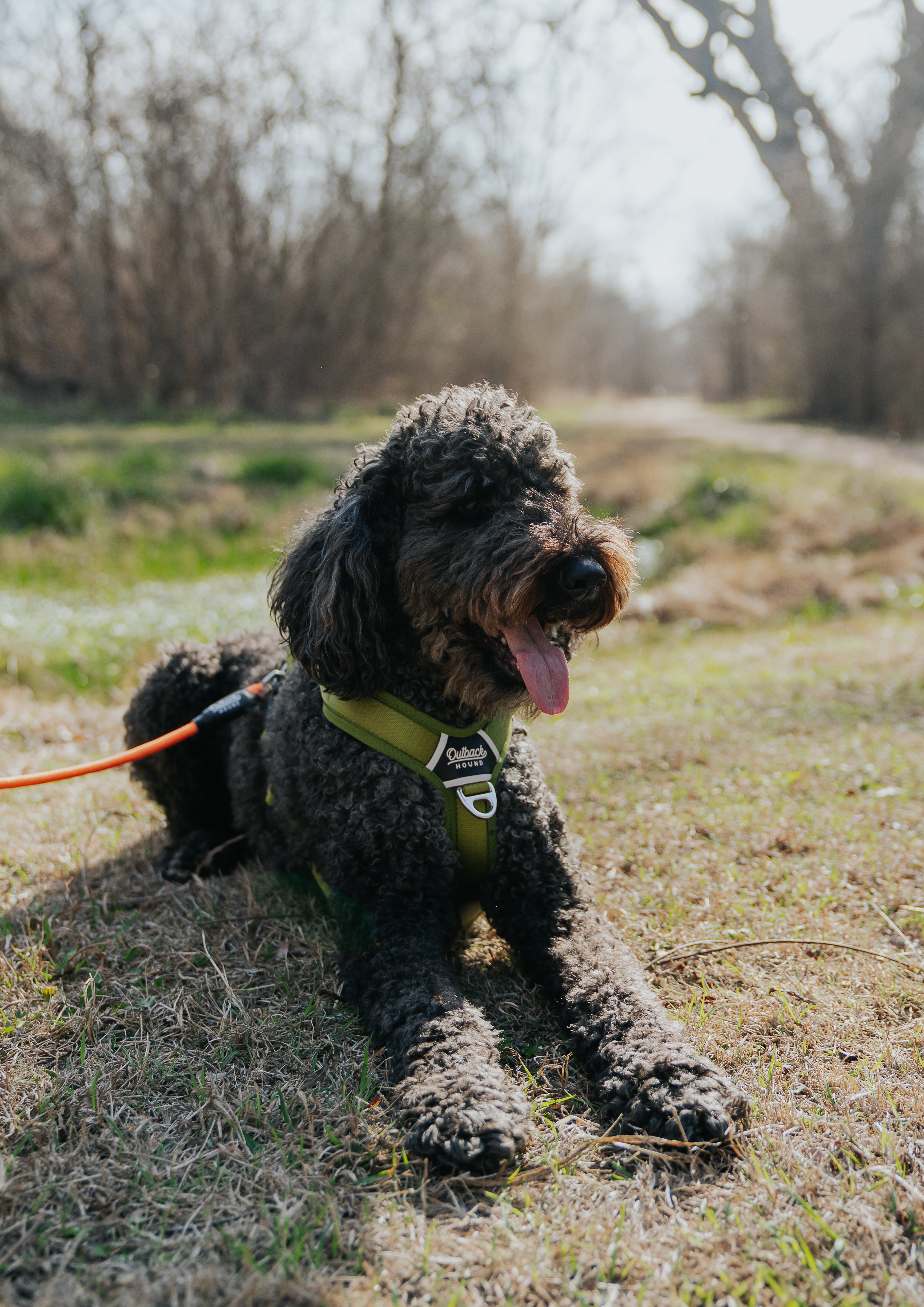 Lightweight Dog Harness - Moss Green Ultra Lite | Outback Hound