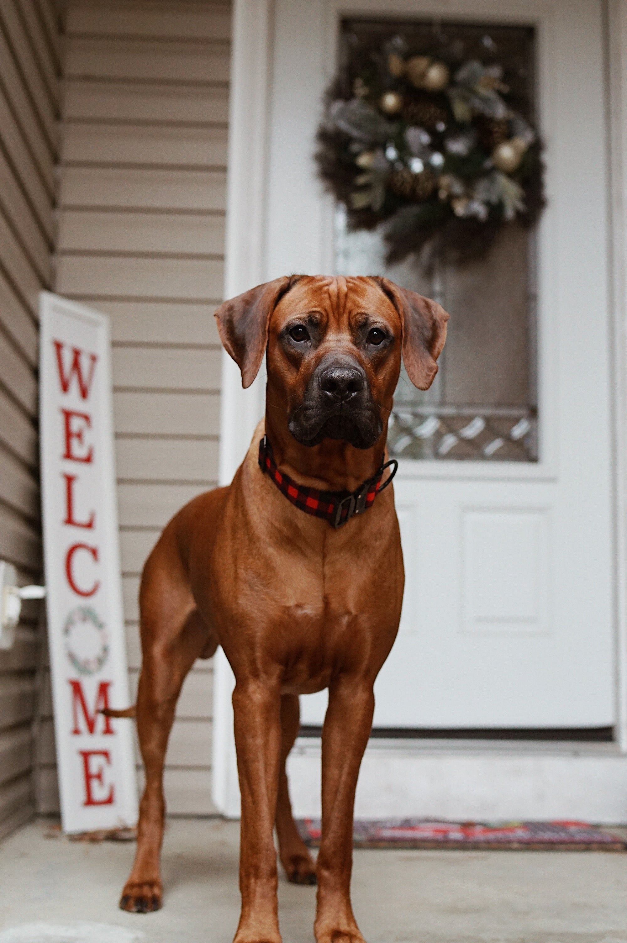 Classic Plaid Dog Collar - Outback Hound