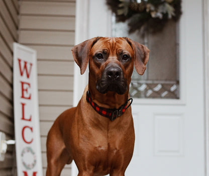 Classic Plaid Dog Collar - Outback Hound