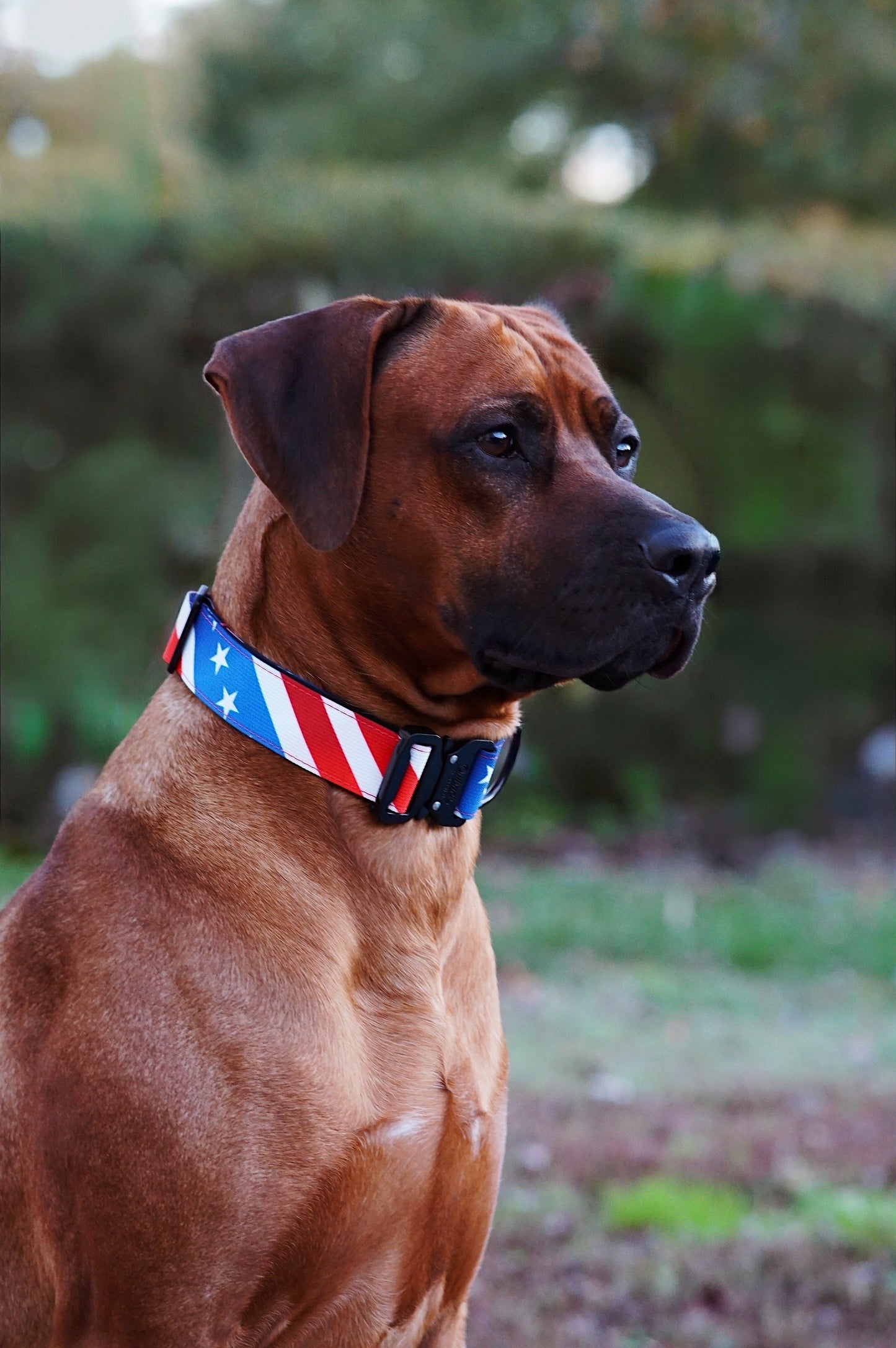 The Patriot Dog Collar