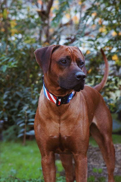The Patriot Dog Collar