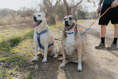 Periwinkle - Ultra Lite Comfort Harness
