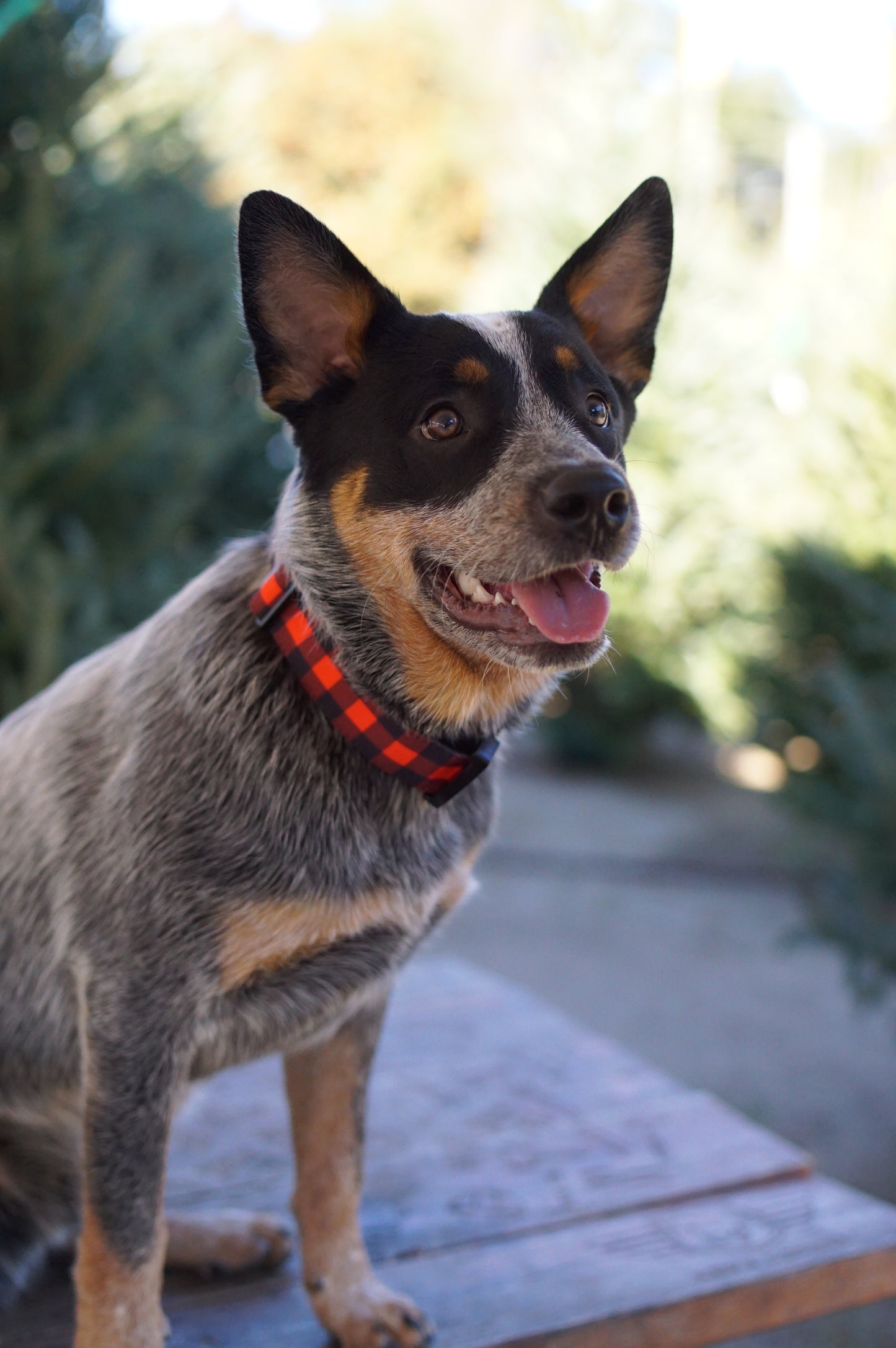 Classic Plaid Collar