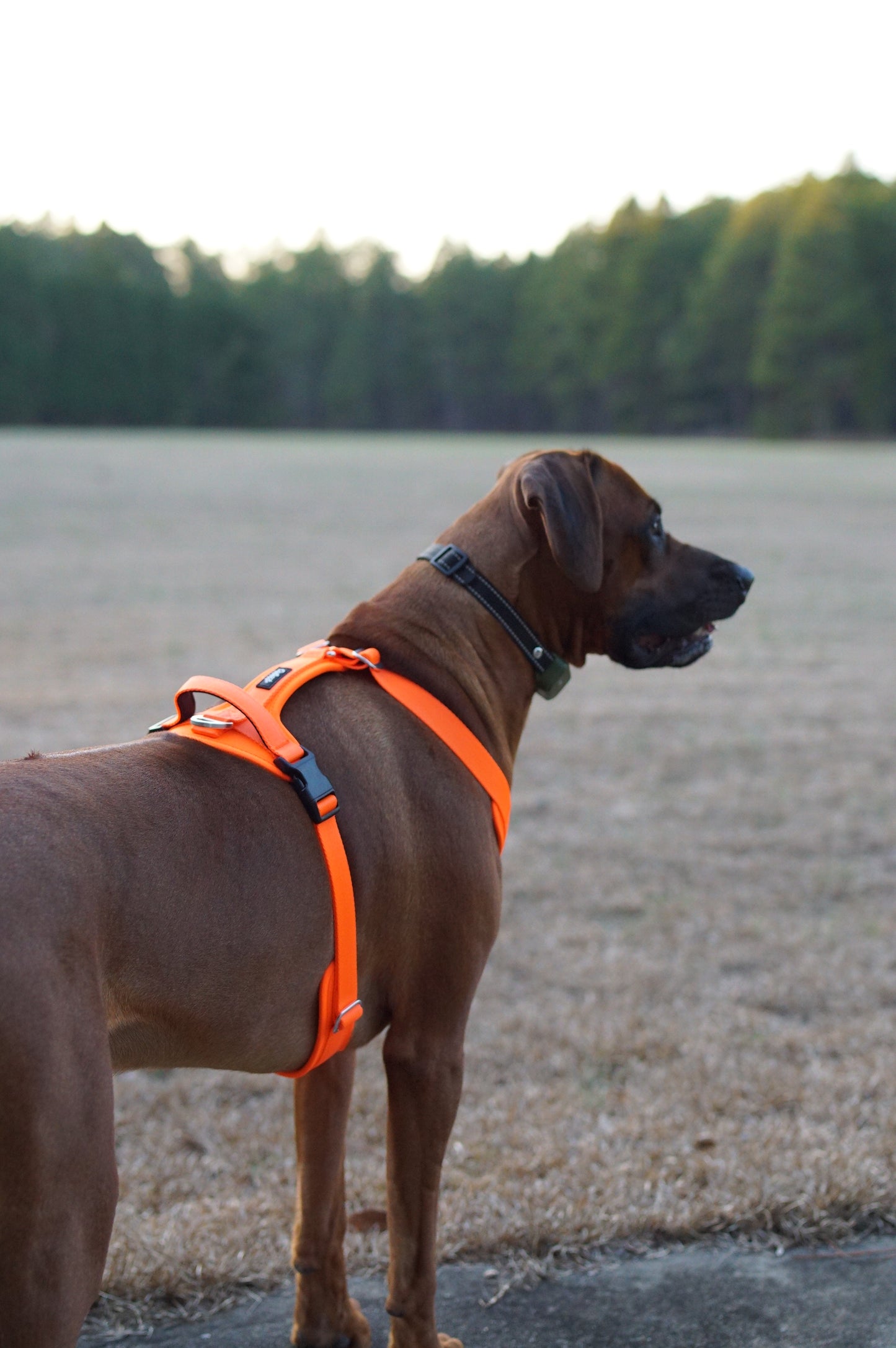 Hunter Orange - Ultra Lite Comfort Harness