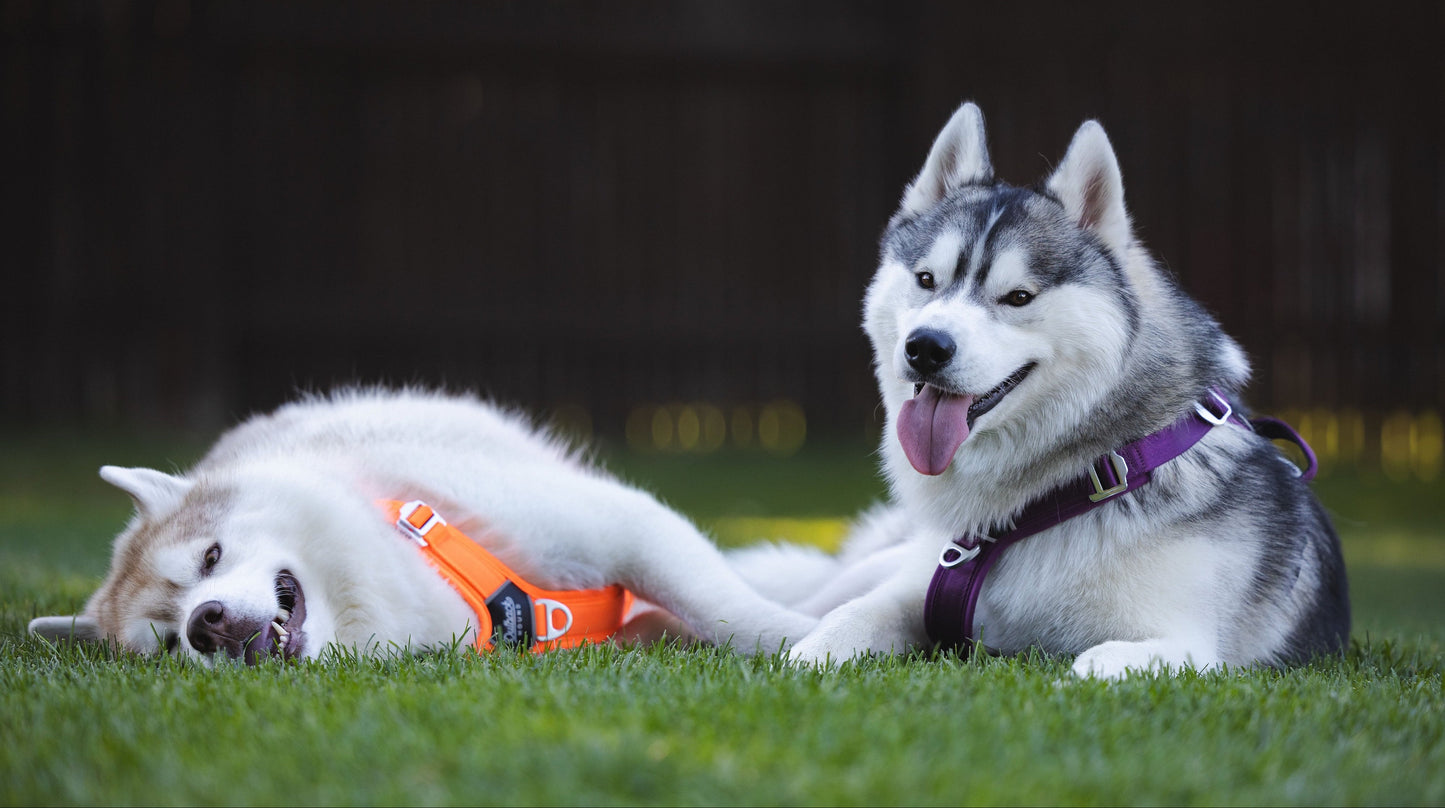 Plum - Ultra Lite Comfort Harness