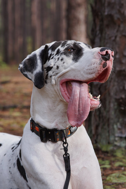 Enchanted Forest Dog Collar - Outback Hound