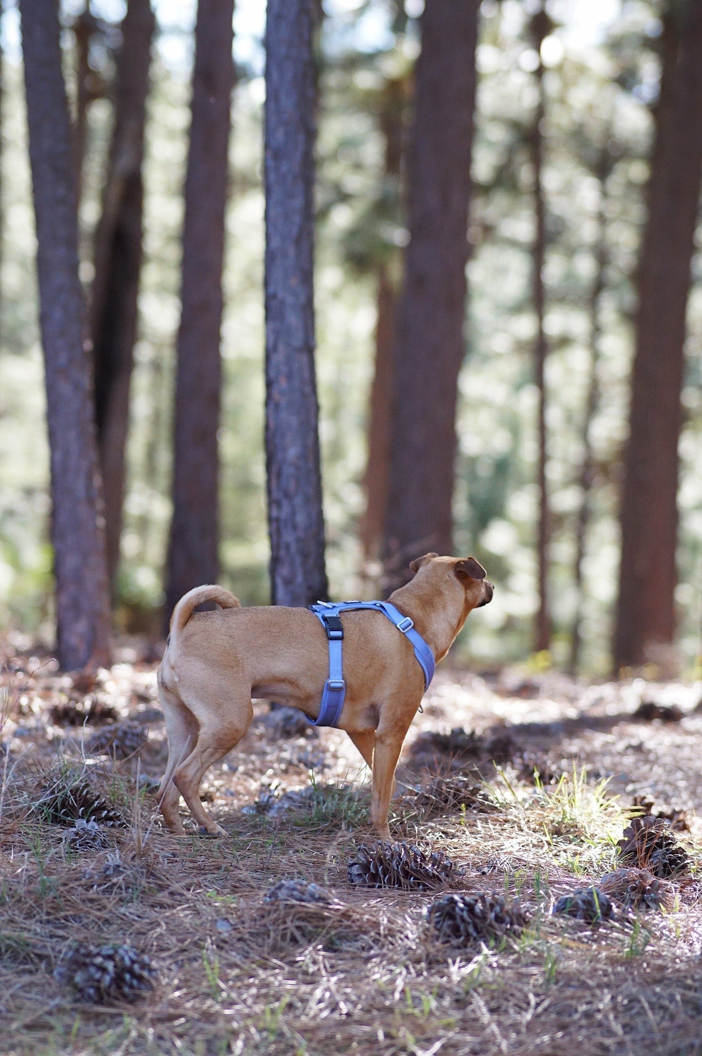 Ultra Lite Comfort Harness - Periwinkle