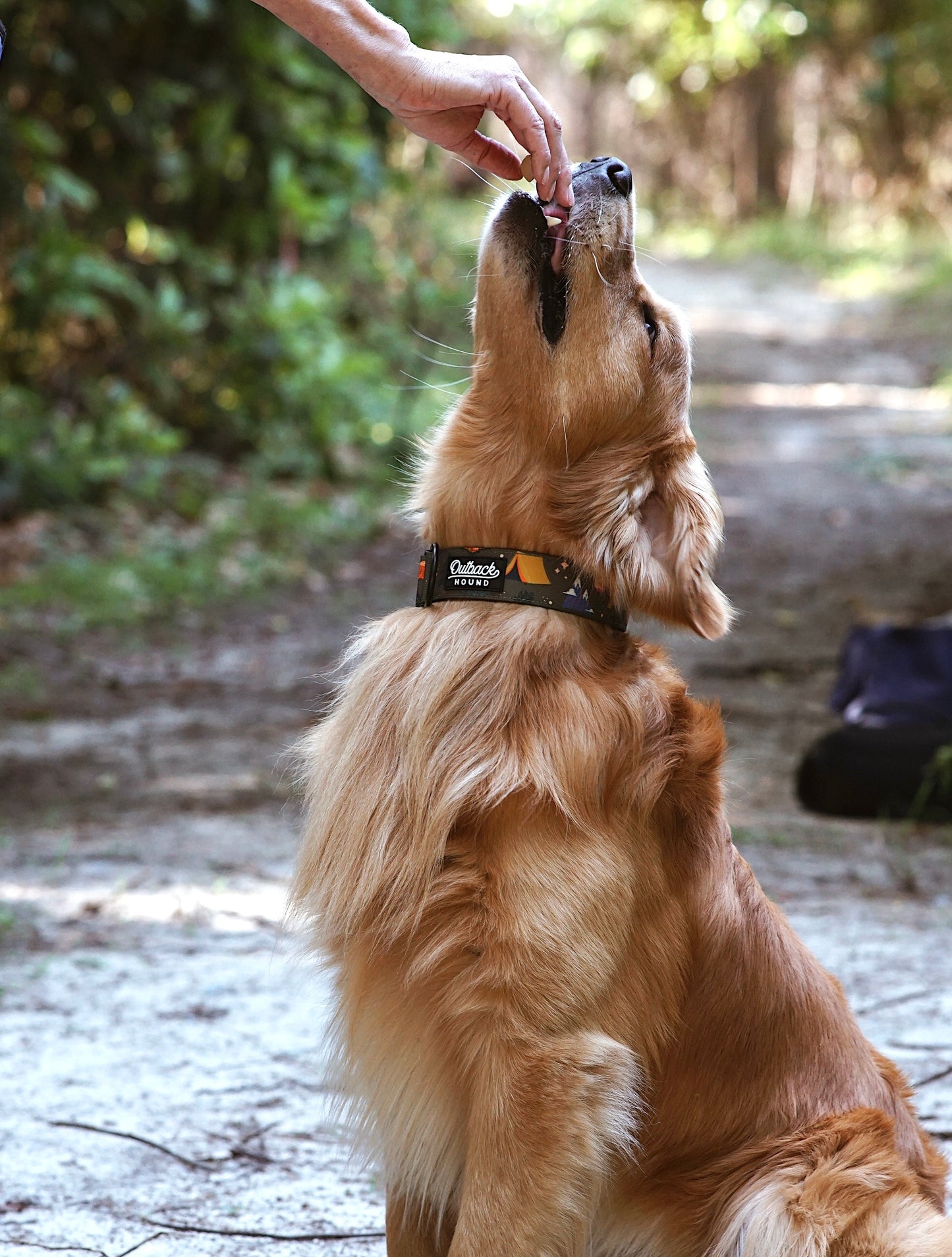 Enchanted Forest Collar