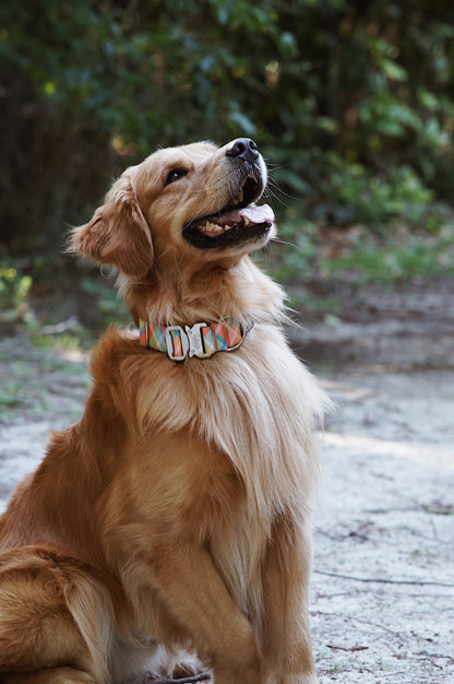 Summer Plaid Dog Collar - Outback Hound