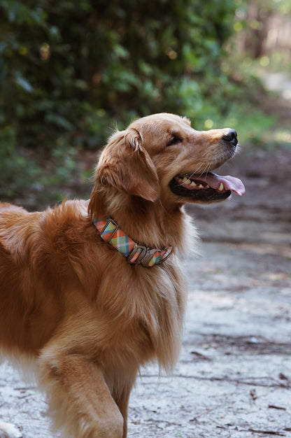 Summer Plaid Dog Collar - Outback Hound
