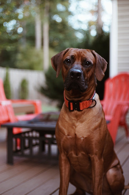 Burnt Orange Premium Collar - Outback Hound